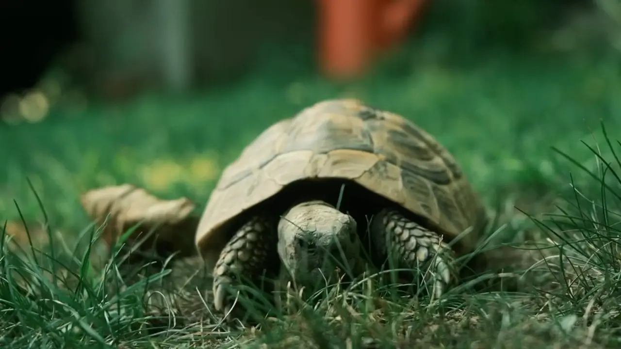 A tortoise walking through sunlit grass, a still from the short film