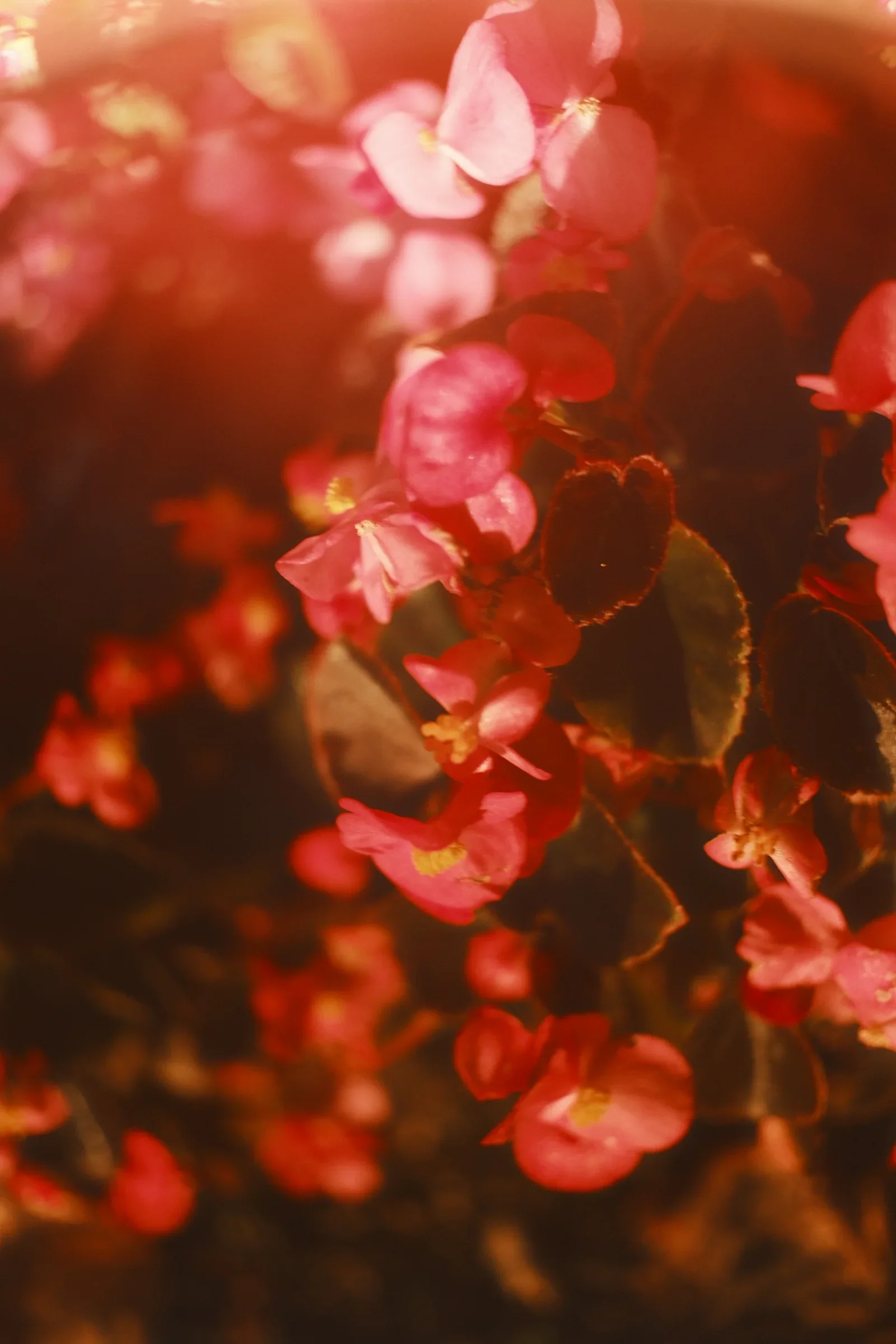 Dream State, a photograph by Frederik Strobl