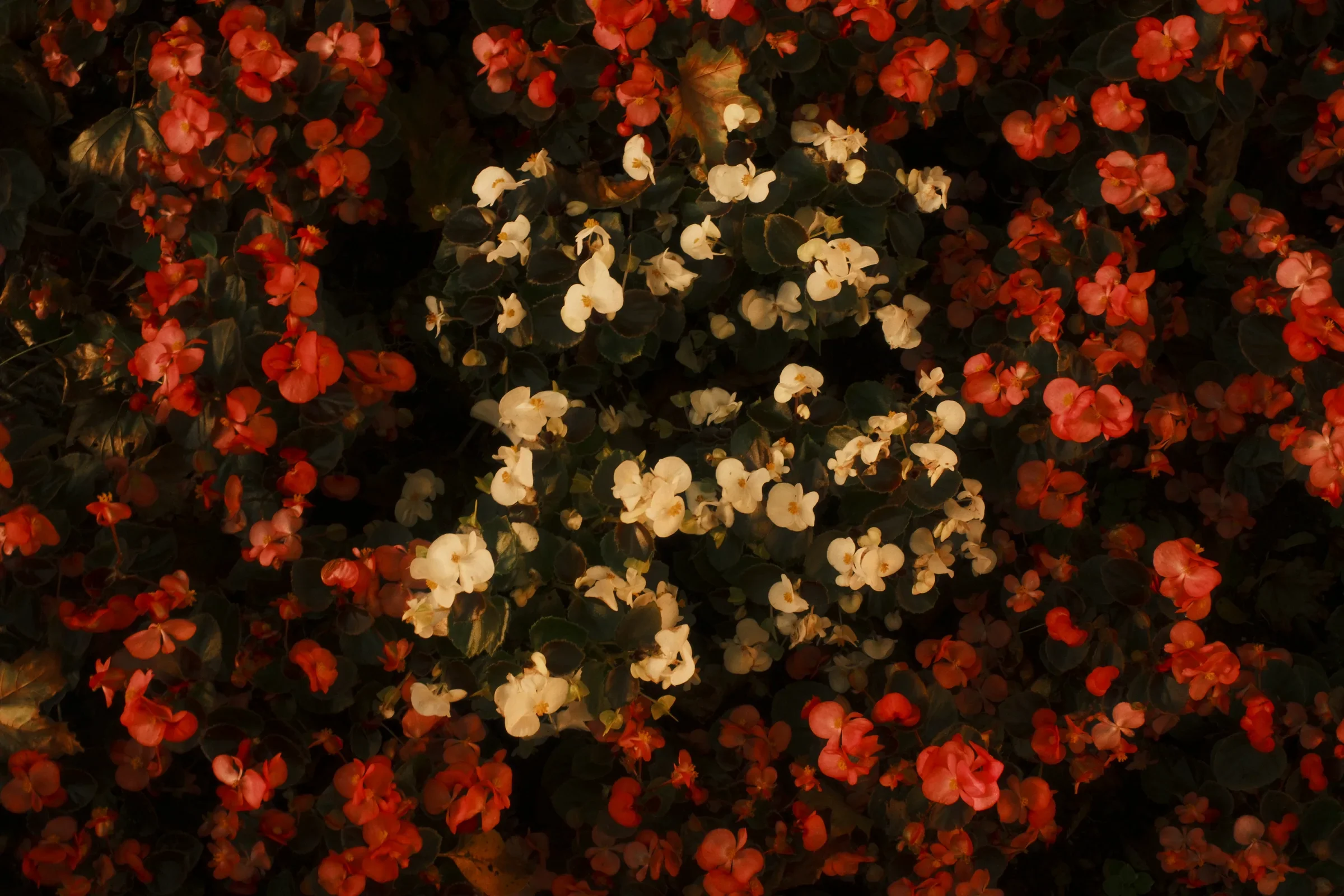 Dream State, a photograph by Frederik Strobl
